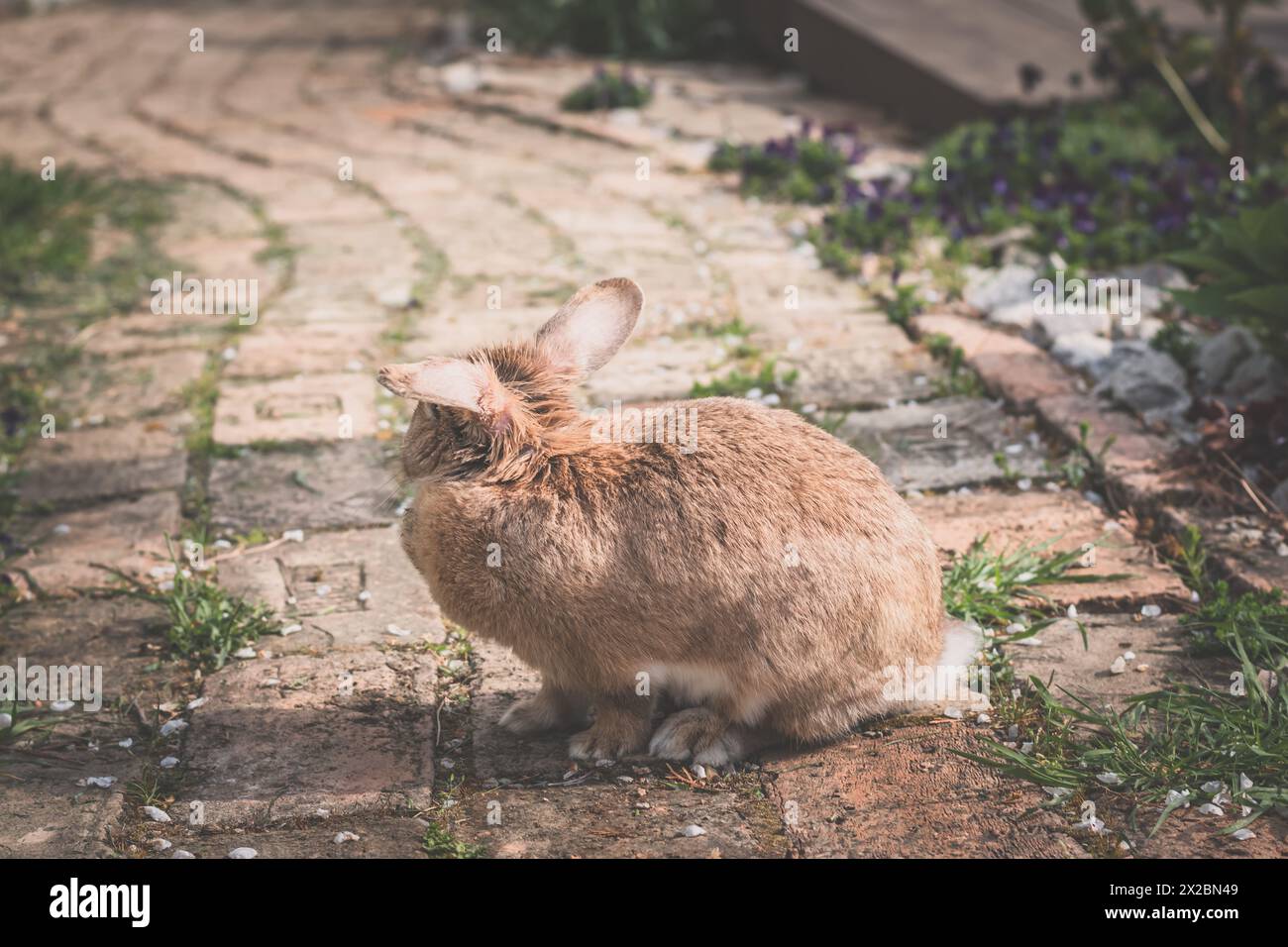 Niedliches Kaninchentier draußen im Garten Stockfoto