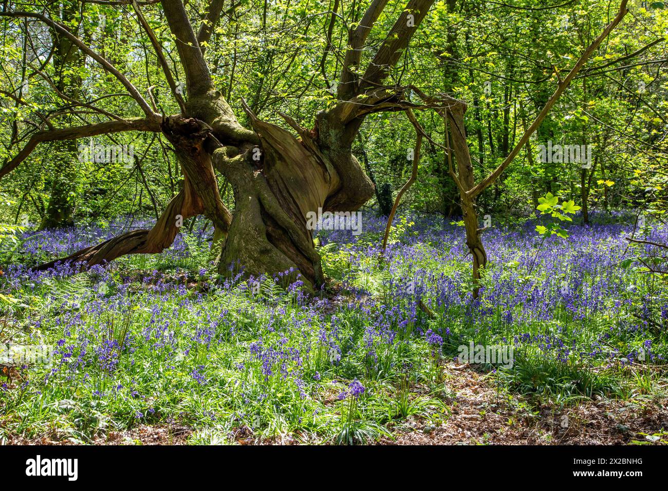 Knorriger alter toter Baumstamm in einem Bluebell-Wald auf dem englischen Land Stockfoto