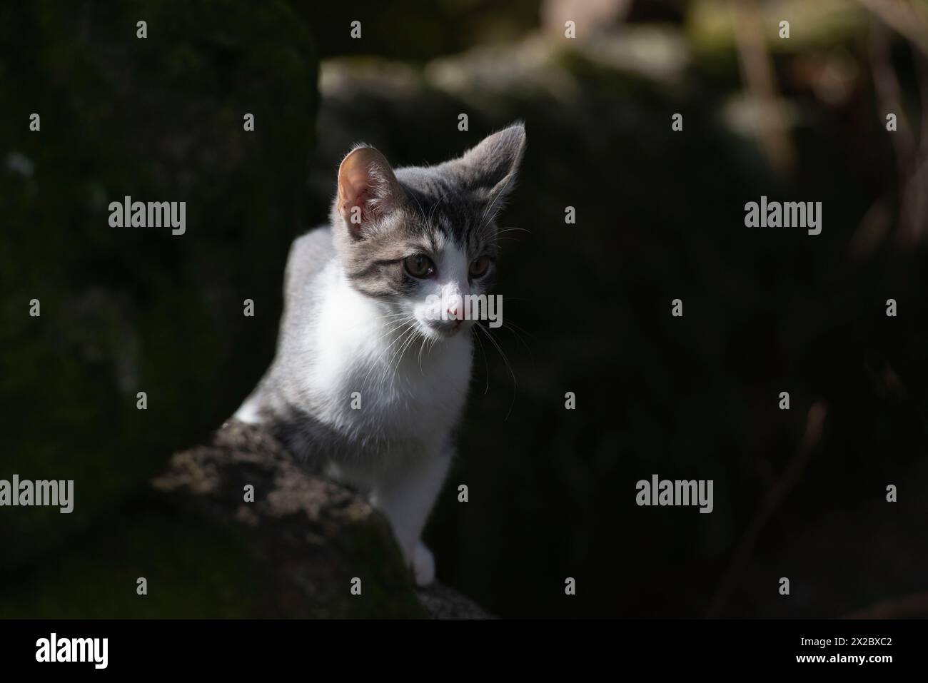 Eine junge graue und weiße Hauskatze, die hinter einem moosbedeckten Felsbrocken die Natur erkundet Stockfoto