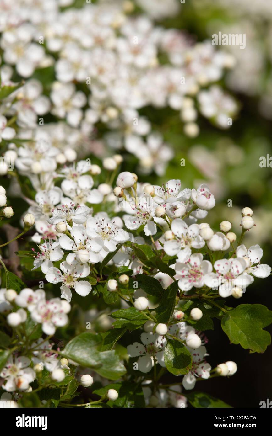 Weiße Blüten der Weißen Weißdornblüte (Crataegus monogyna), auch bekannt als Hedgerow Thorn, im Frühjahr Stockfoto