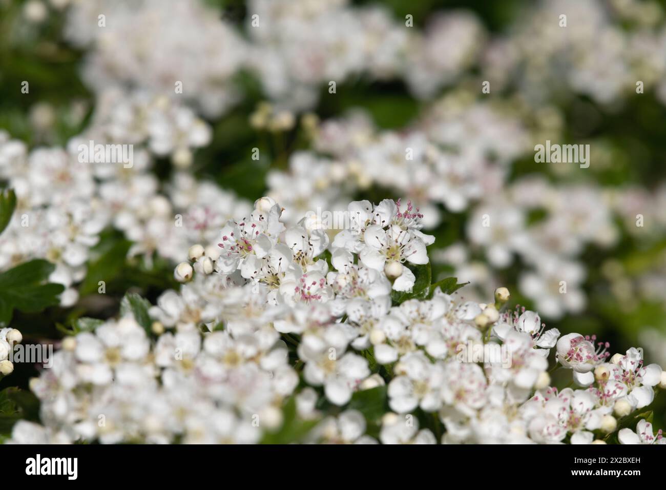 Weiße Blüten auf einem gewöhnlichen Weißdornbusch (Crataegus monogyna), der im Frühjahr in einer Hecke blüht Stockfoto
