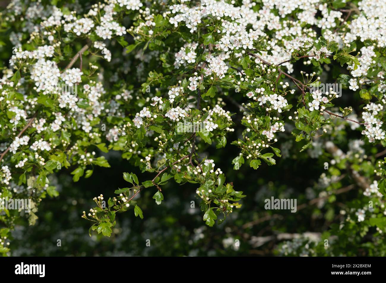 Eine Weißdornhecke (Crataegus monogyna) in der Blüte im Frühling Stockfoto