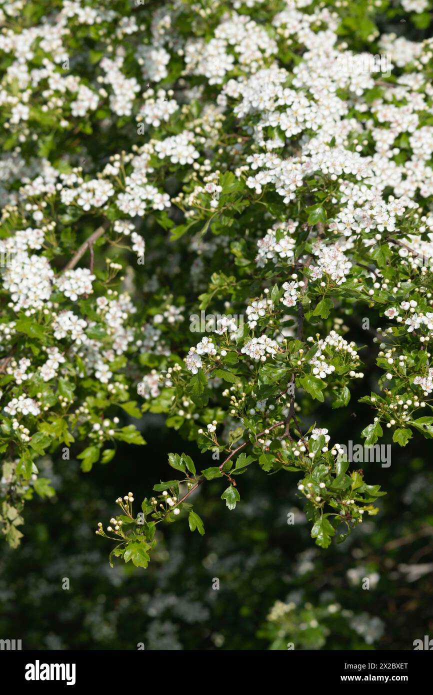 Weißdorn (Crataegus monogyna) in einer Hecke in Blume im Frühjahr Stockfoto