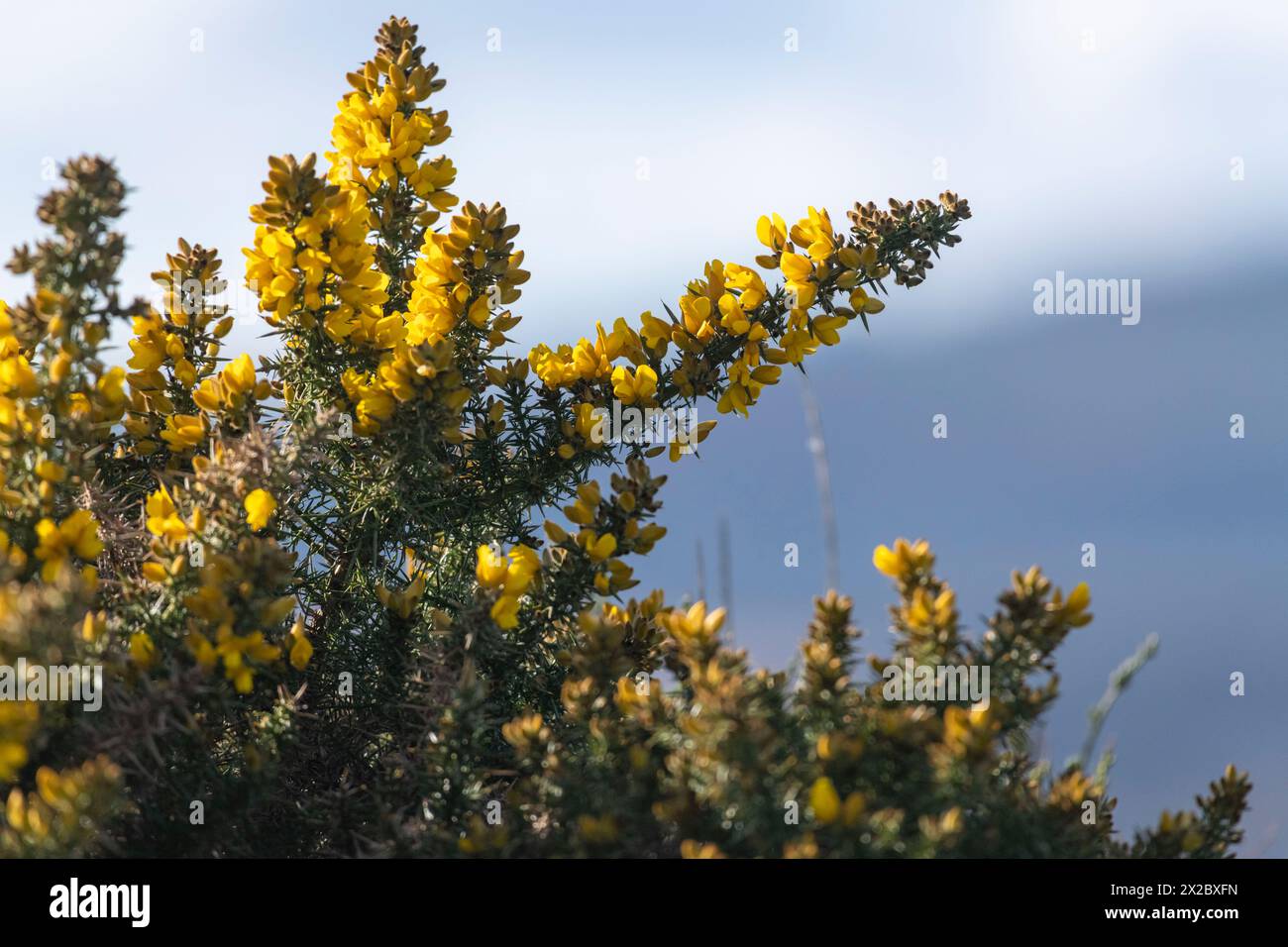 Gelbblumen der Gorse (Ulex europaeus) an Dornstämmen bei Frühlingssonnenschein Stockfoto