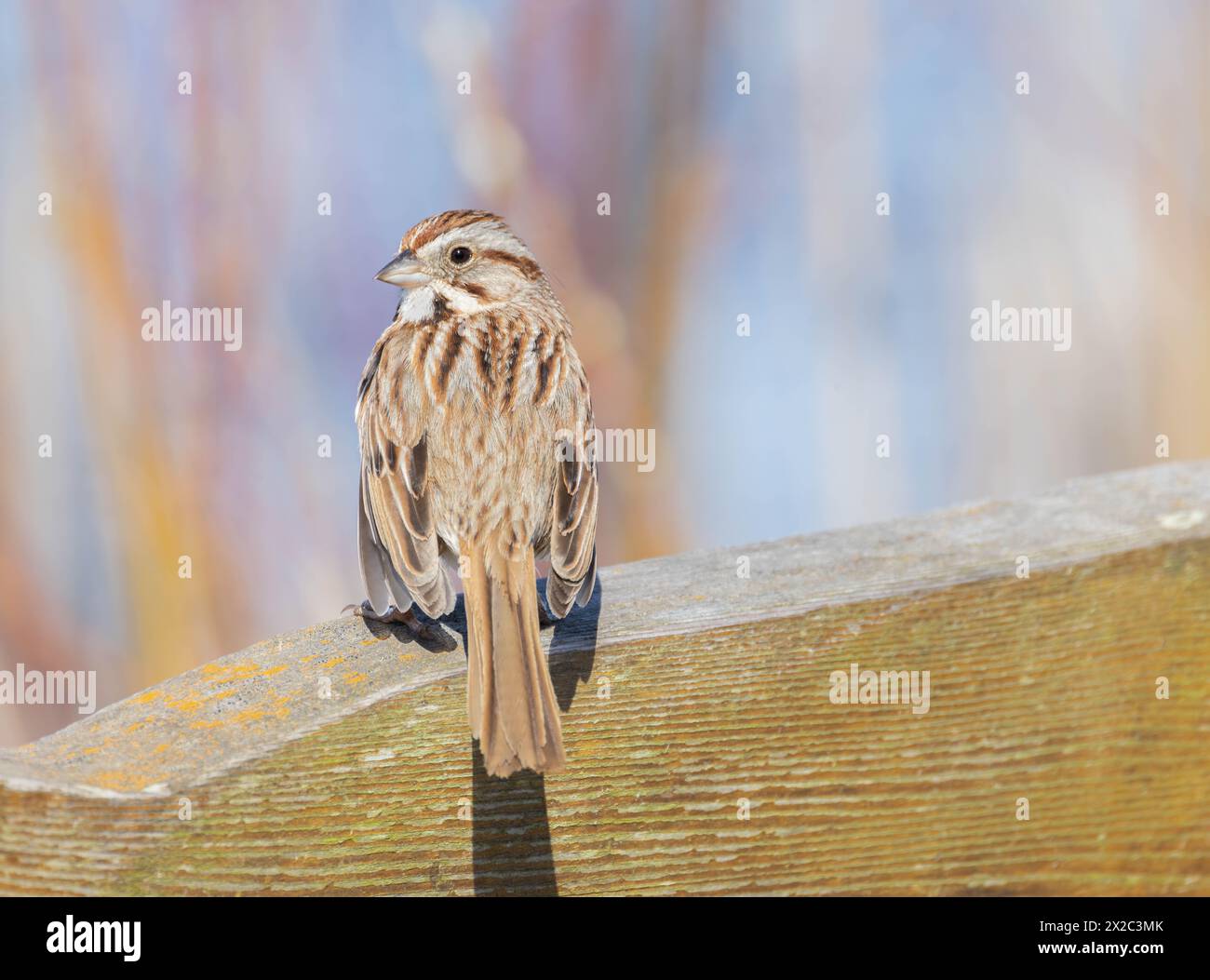 Lied Sparrow auf einem Geländer mit Frühlingsfarben in Hintergrundsträuchern Stockfoto