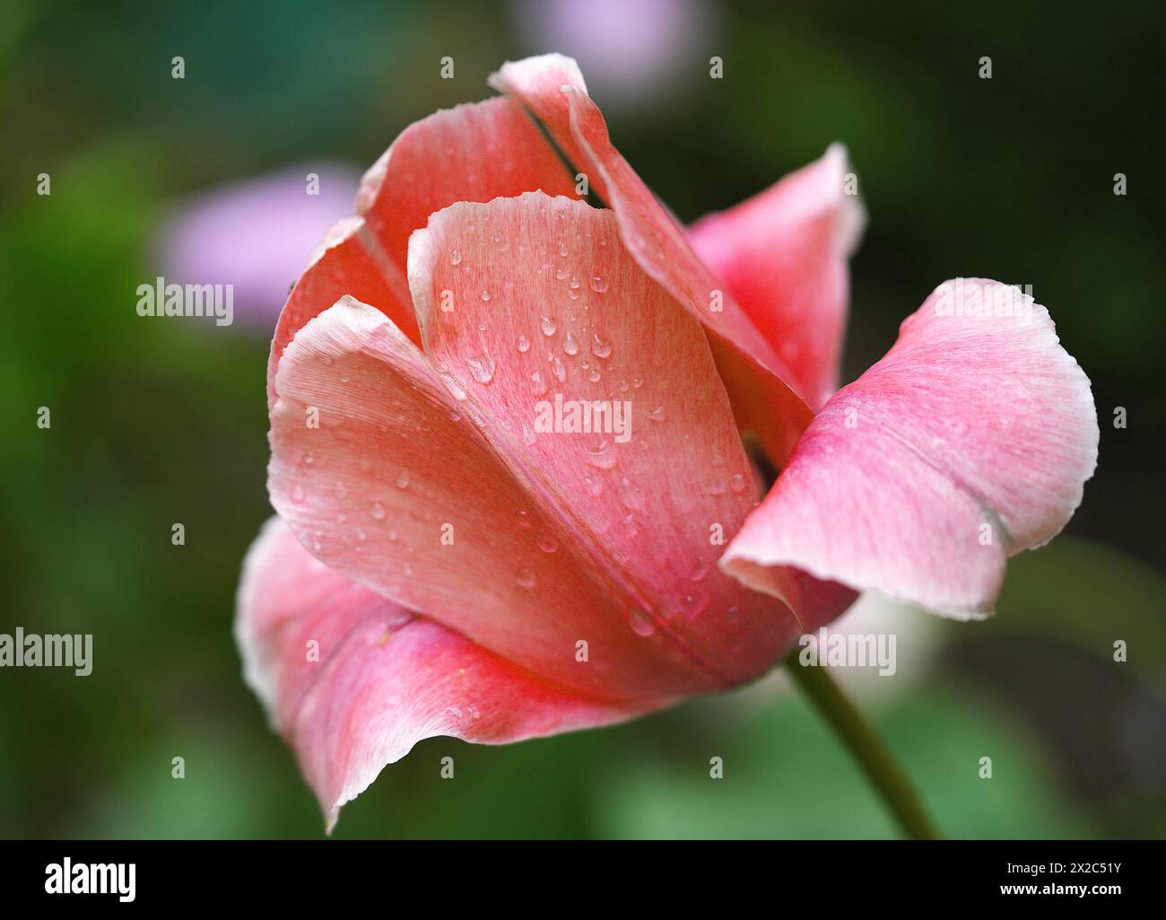 Rote Tulpenblume im Garten. Schöne Tulpenblume auf verschwommenem grünem Hintergrund. Blühender Hintergrund der BlütenTulpe im Frühling im Blumengarten. Blumenmuster Stockfoto