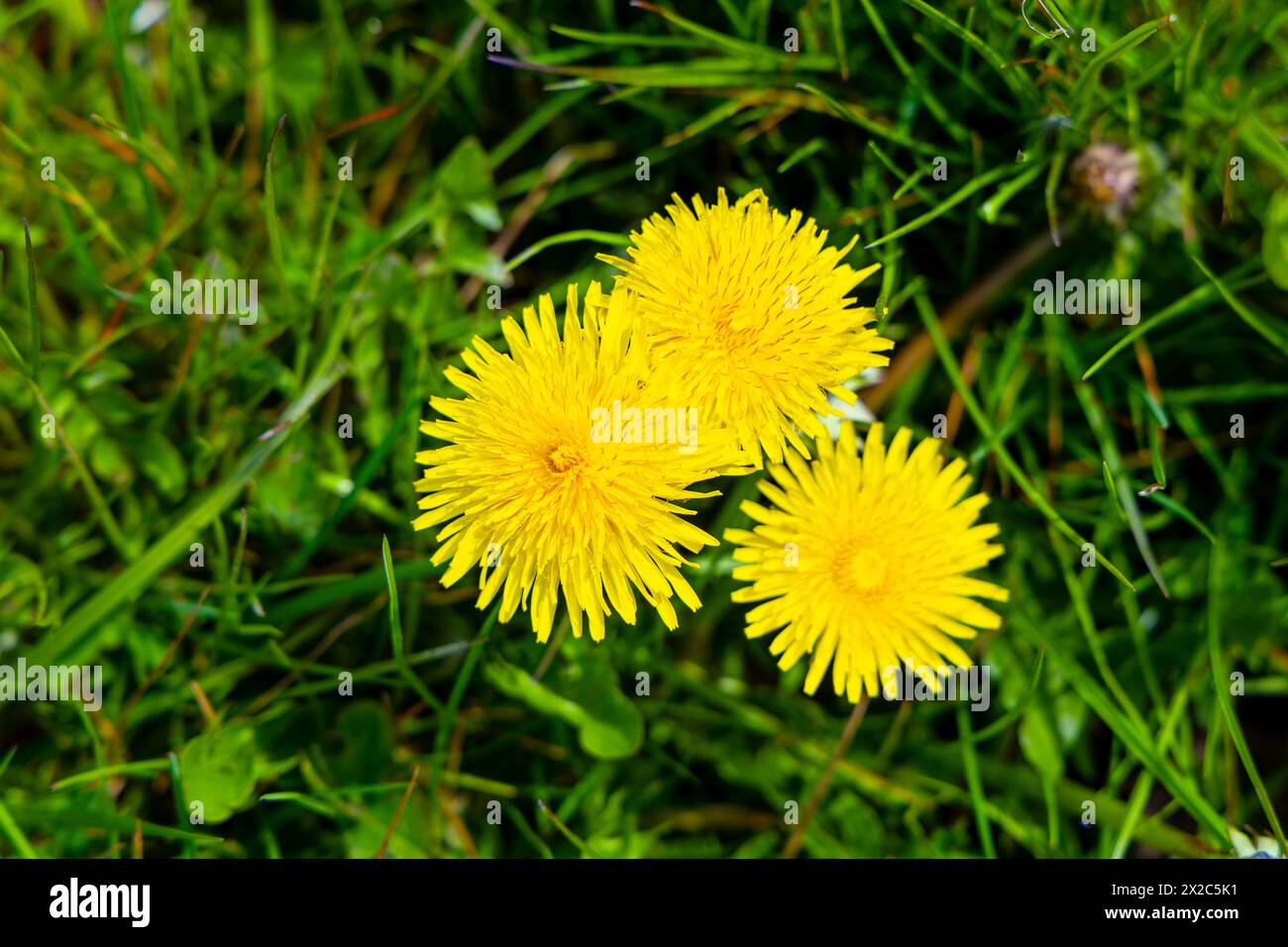 Gelbe Löwenzahn im Frühling von oben, West Sussex, England Stockfoto