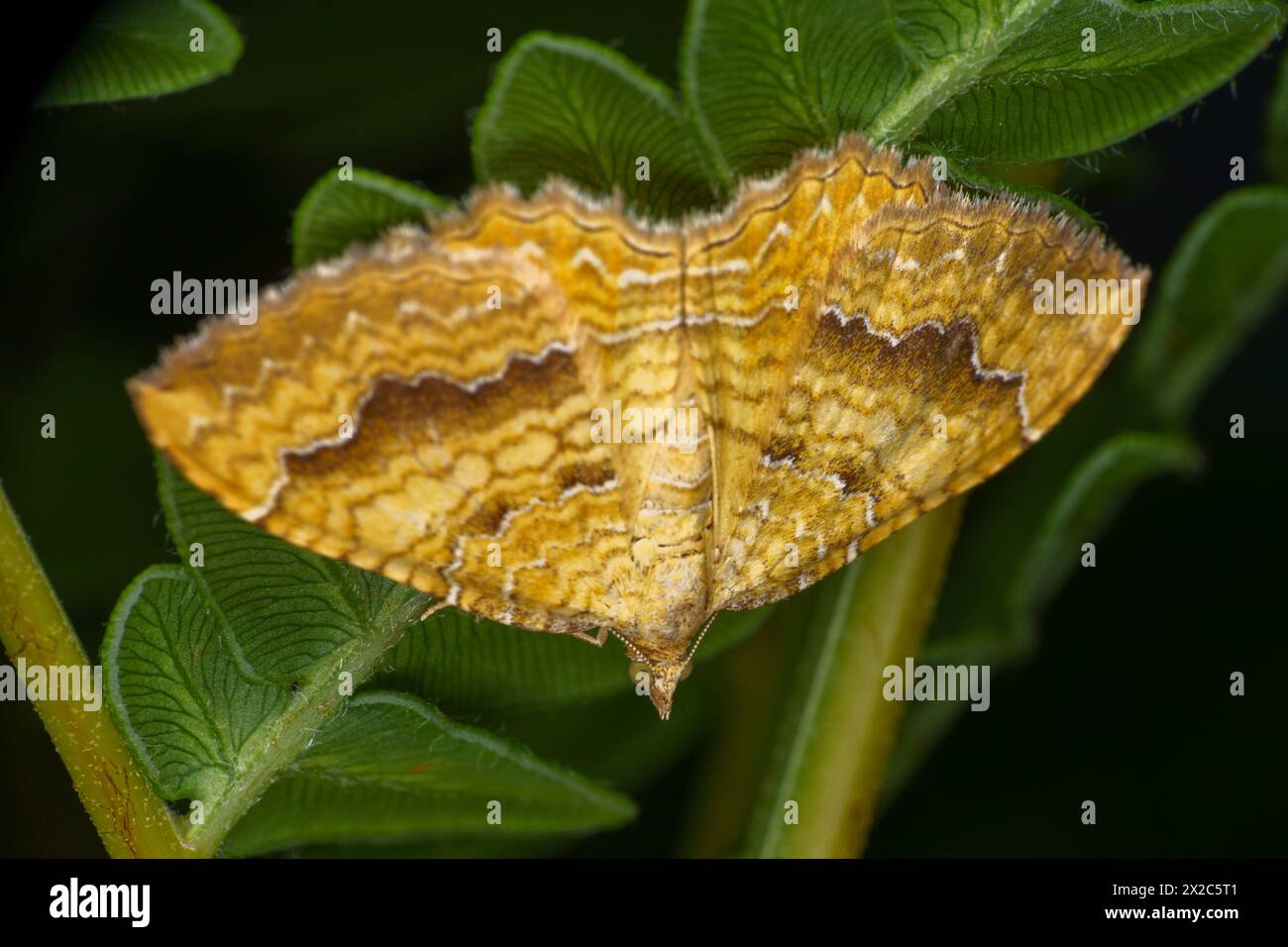 Camptogramma bilineata Familie Geometridae Gattung Camptogramma Yellow Shell Moth wilde Natur Insekten Tapete, Bild, Fotografie Stockfoto