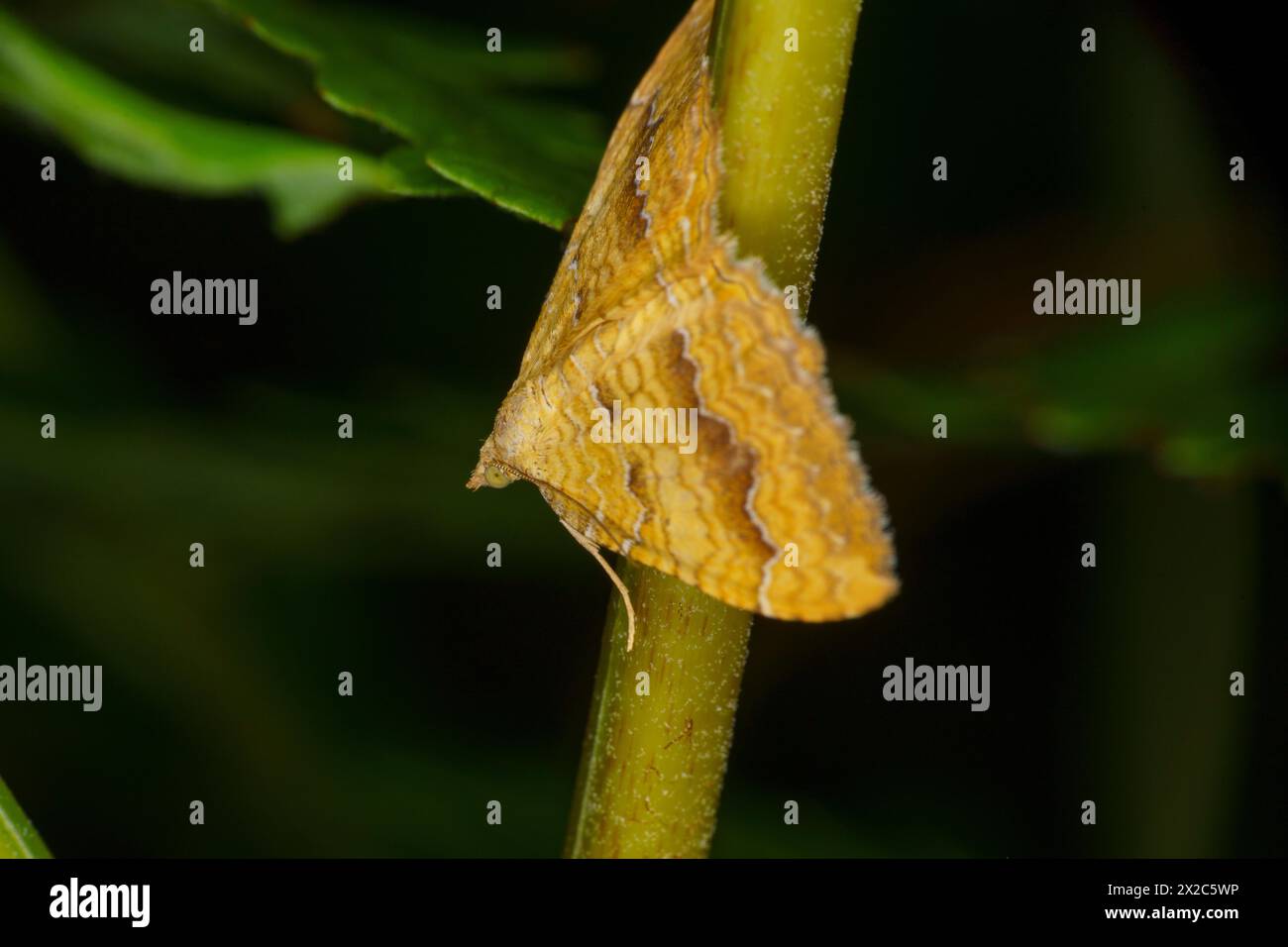 Camptogramma bilineata Familie Geometridae Gattung Camptogramma Yellow Shell Moth wilde Natur Insekten Tapete, Bild, Fotografie Stockfoto
