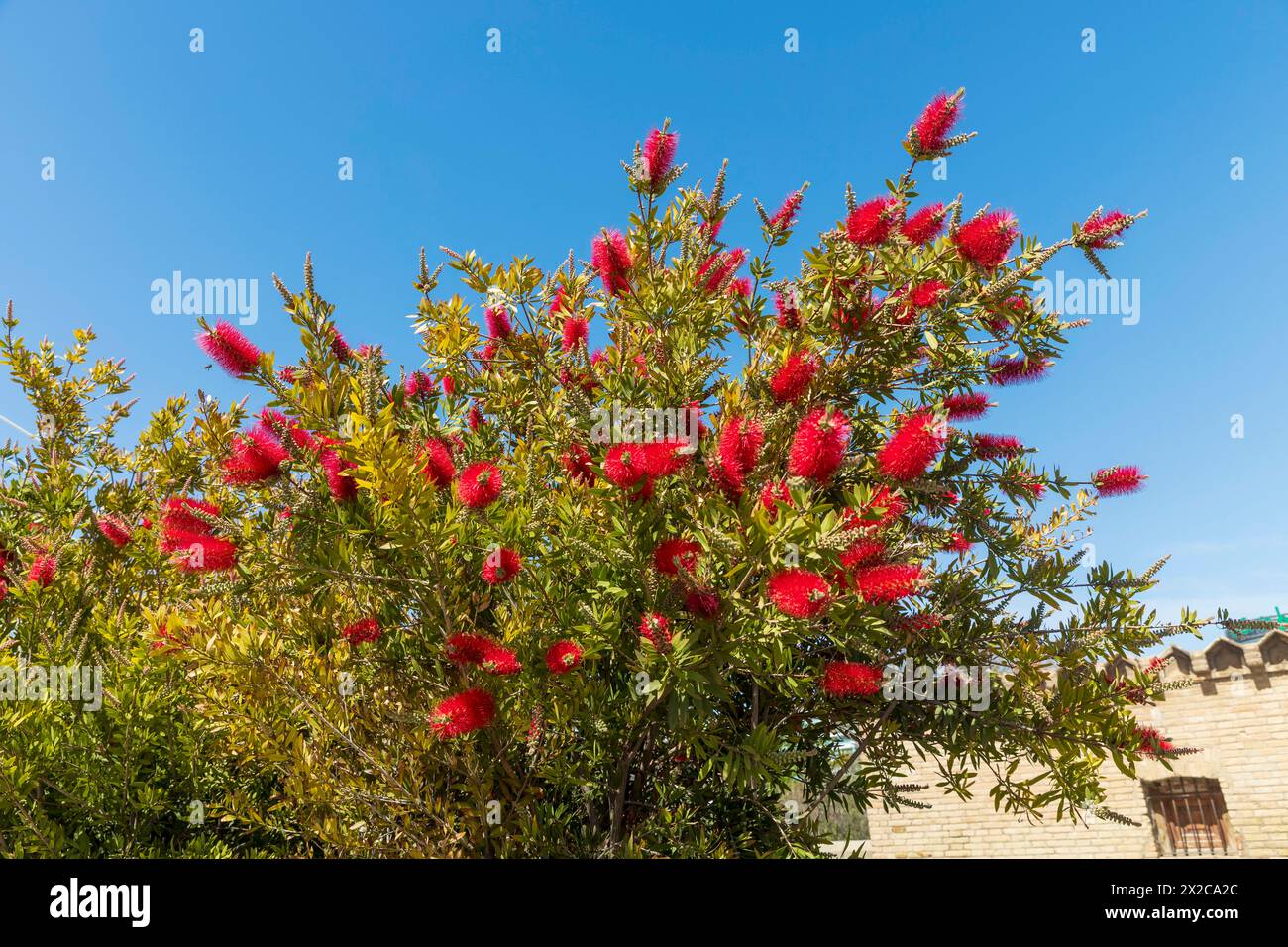 Callistemon-Baum mit roten Blumen vor blauem Himmel. Horizontales Format. Flora Spanien. Stockfoto