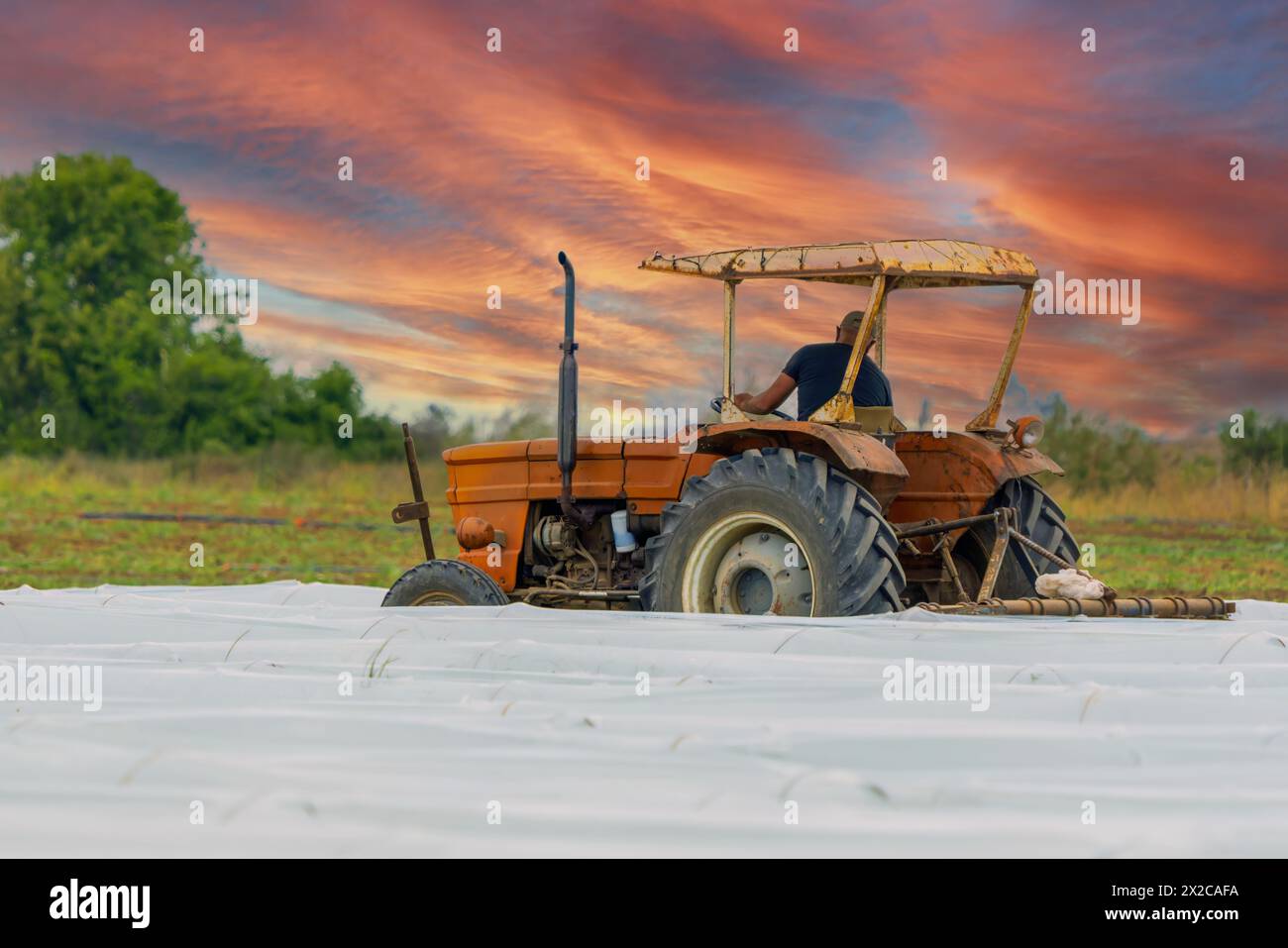 Landwirt pflügt ein Erdbeerfeld mit einem Traktor. Erdbeergewächshaus in der Türkei Stockfoto
