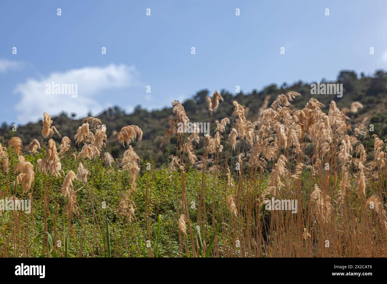 Selektive Fokussierung der Naturlandschaft. Blauer Himmel und Bäume auf dem Hügel. Stockfoto