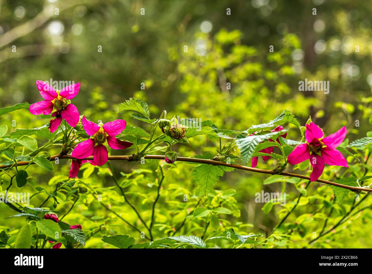 Salmonbeeren im Frühling, leuchtend rosa Blüten mit üppigem grünem Hintergrund. Stockfoto