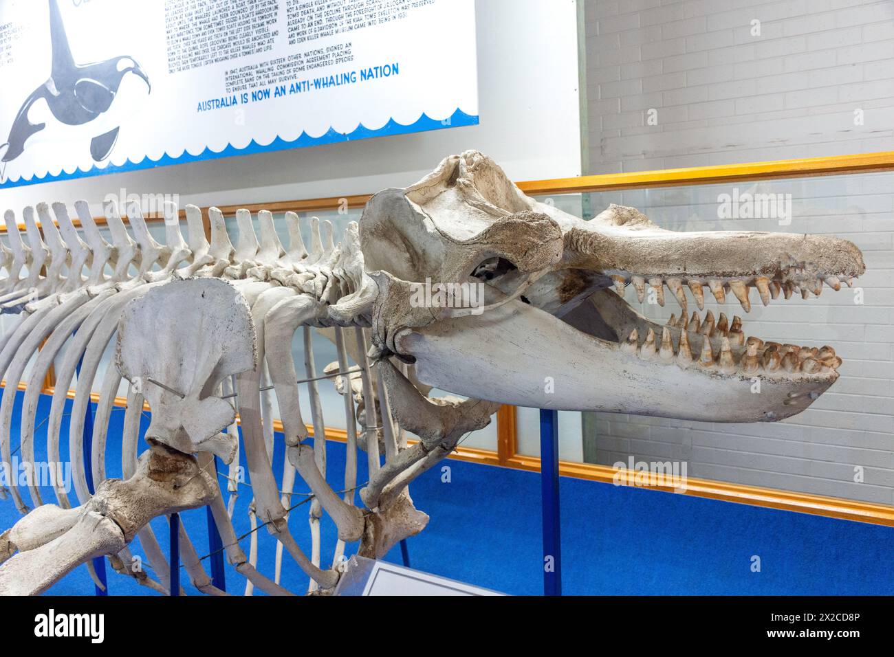 „Old Tom“ Orca Walskelett im Killer Whale Museum, Imlay Street, Eden, New South Wales, Australien Stockfoto