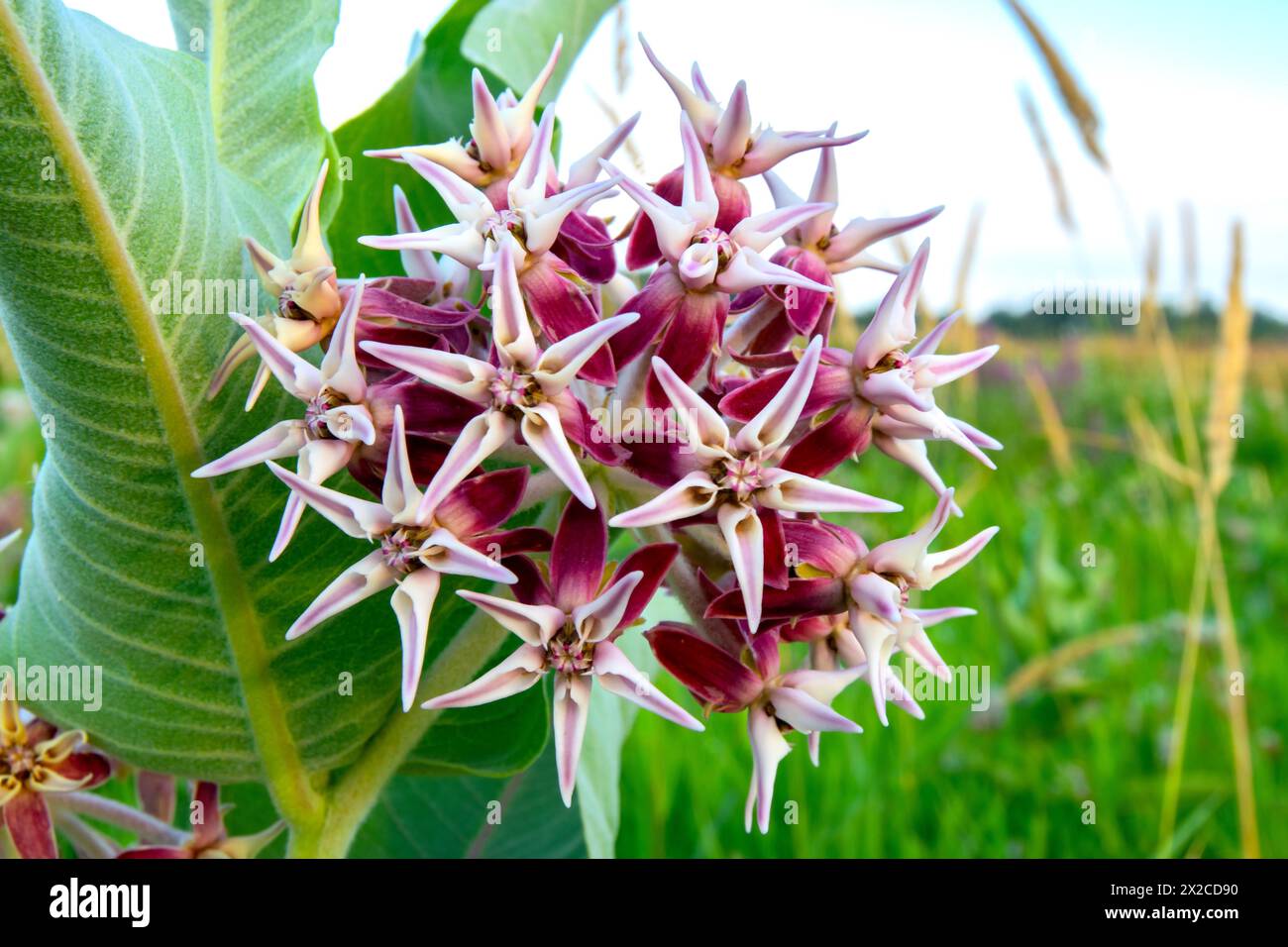 Auffällige Milkweed (Asclepias speciosa) im Eagle Island State Park, Idaho. Stockfoto