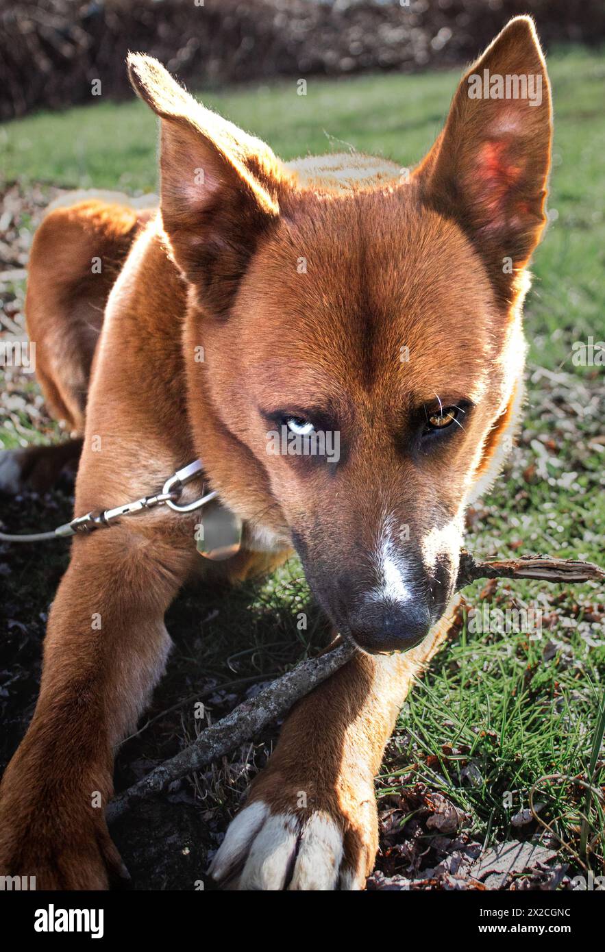 Slick Willy Cain Stockfoto