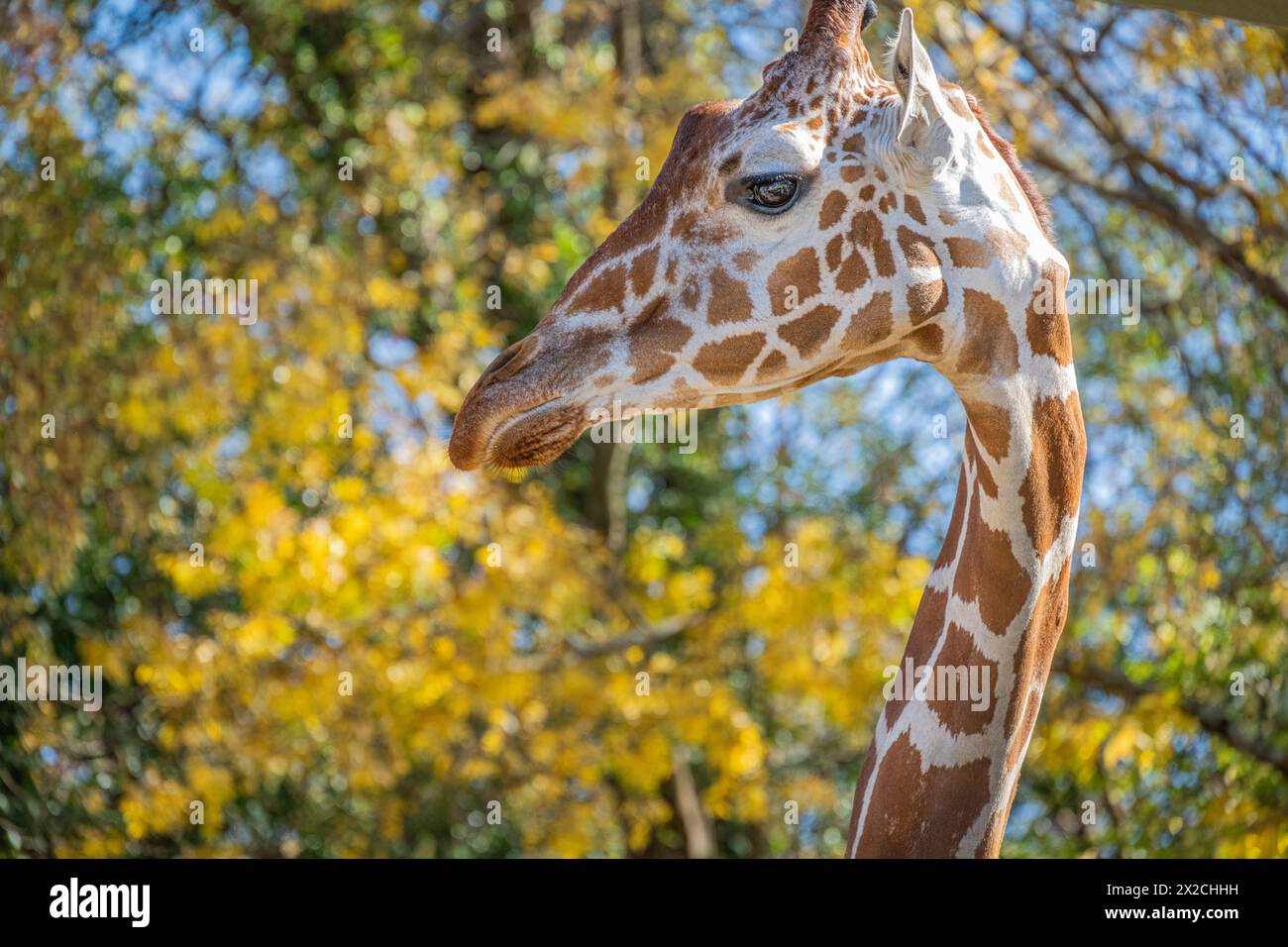 Netzgiiraffe (Giraffa camelopardalis reticulata) mit farbenfrohem Laub im Zoo Atlanta in Atlanta, Georgia. (USA) Stockfoto