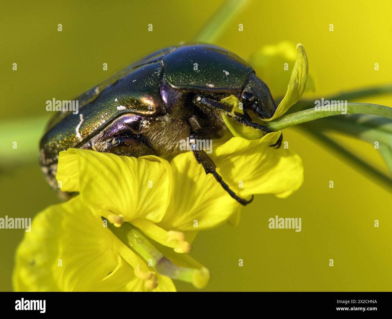 Grüner Rosenspender, lateinisch Cetonia aurata, auf gelber Rapsblüte Stockfoto