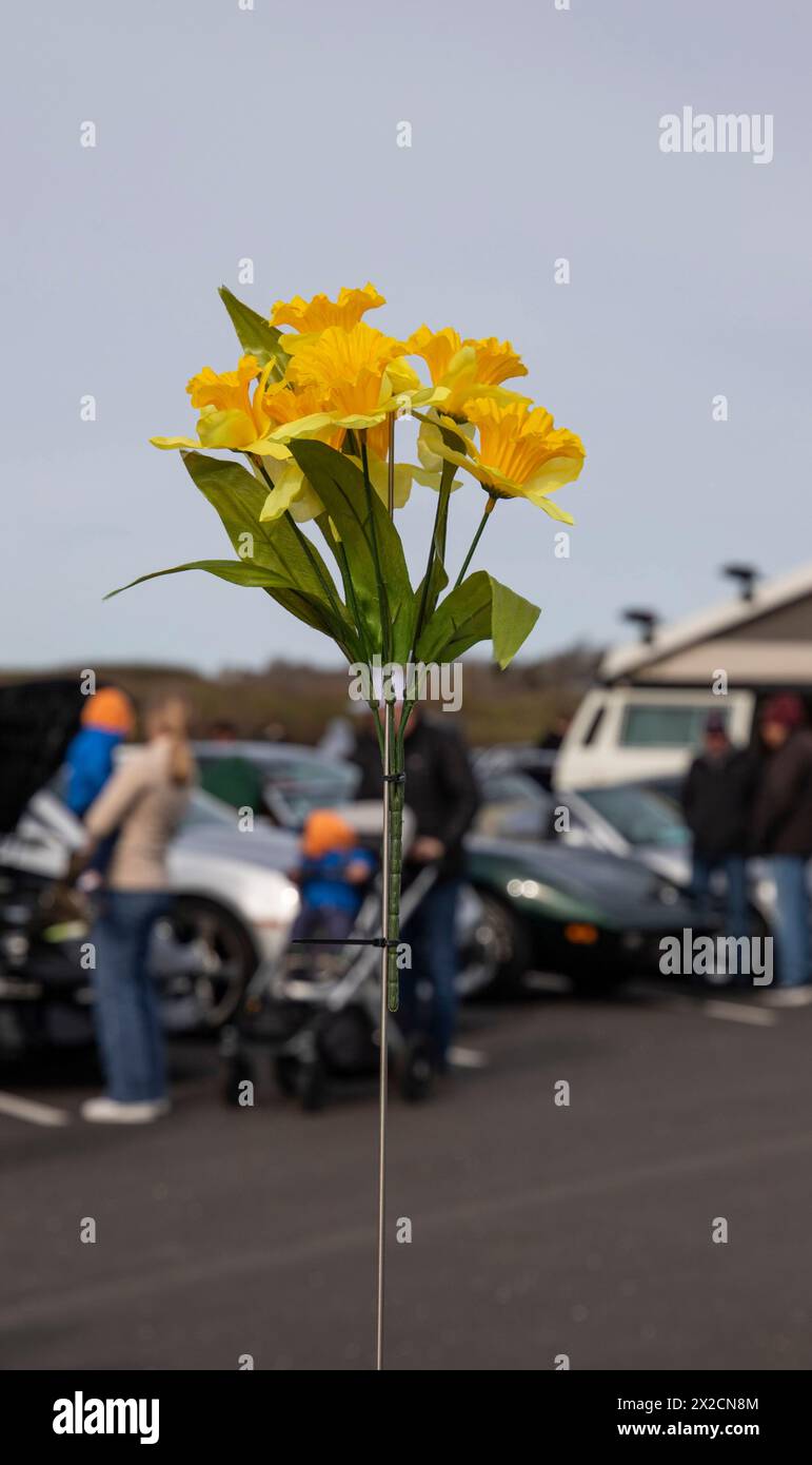 Newport, RI. Audrain's Daffodil Parade mit dekorierten Motorsportwagen am Second Beach. April 2024. @ Veronica Bruno / Alamy Live News Stockfoto