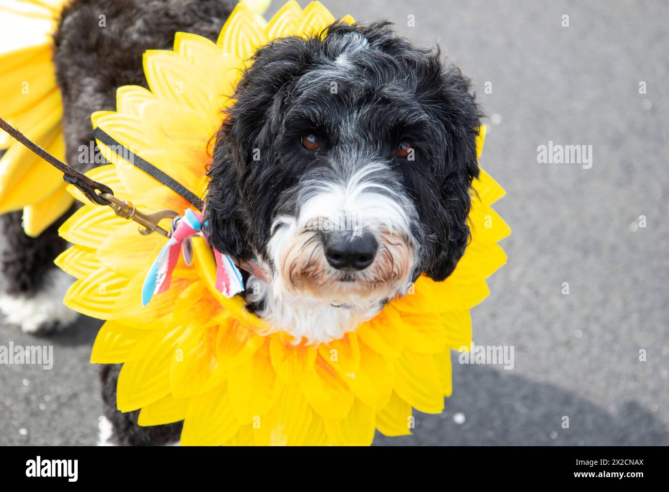 Newport, RI. Audrain's Daffodil Parade mit dekorierten Motorsportwagen am Second Beach. April 2024. @ Veronica Bruno / Alamy Live News Stockfoto