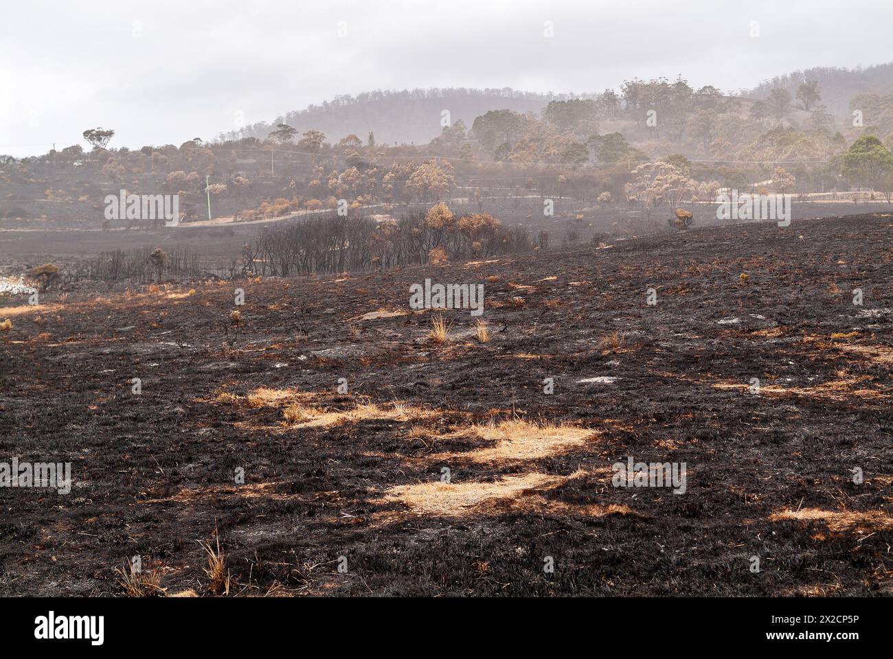 Totes Gras und Bäume in einer Landschaft, die von einem Buschfeuer oder einem Lauffeuer in Tasmanien, Australien, schwer verbrannt wurde Stockfoto