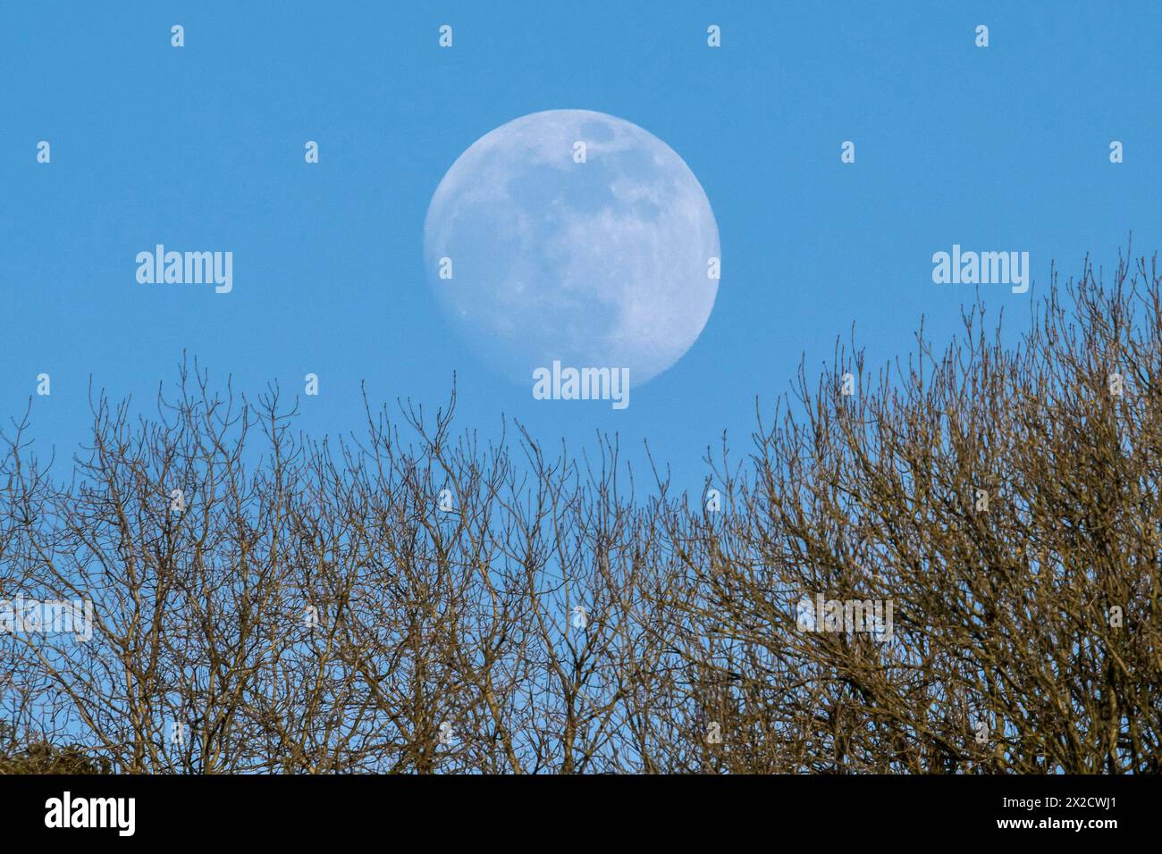 Shipton Gorge, Dorset, Großbritannien. April 2024. Wetter in Großbritannien. Der fast volle rosa Mond, der am Ende eines warmen, sonnigen Tages hinter Bäumen in der Shipton Gorge in Dorset aufsteigt. Diesen Monat April wird der rosa Mond am Dienstag, den 23. April, in voller Vollendung sein Bildnachweis: Graham Hunt/Alamy Live News Stockfoto