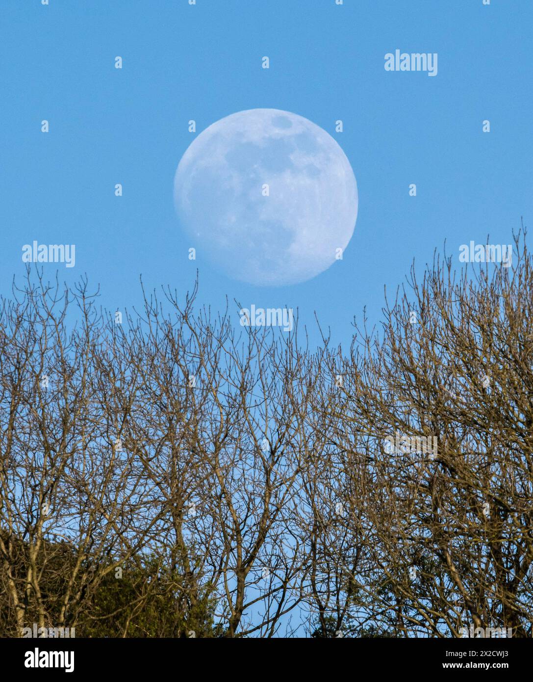 Shipton Gorge, Dorset, Großbritannien. April 2024. Wetter in Großbritannien. Der fast volle rosa Mond, der am Ende eines warmen, sonnigen Tages hinter Bäumen in der Shipton Gorge in Dorset aufsteigt. Diesen Monat April wird der rosa Mond am Dienstag, den 23. April, in voller Vollendung sein Bildnachweis: Graham Hunt/Alamy Live News Stockfoto