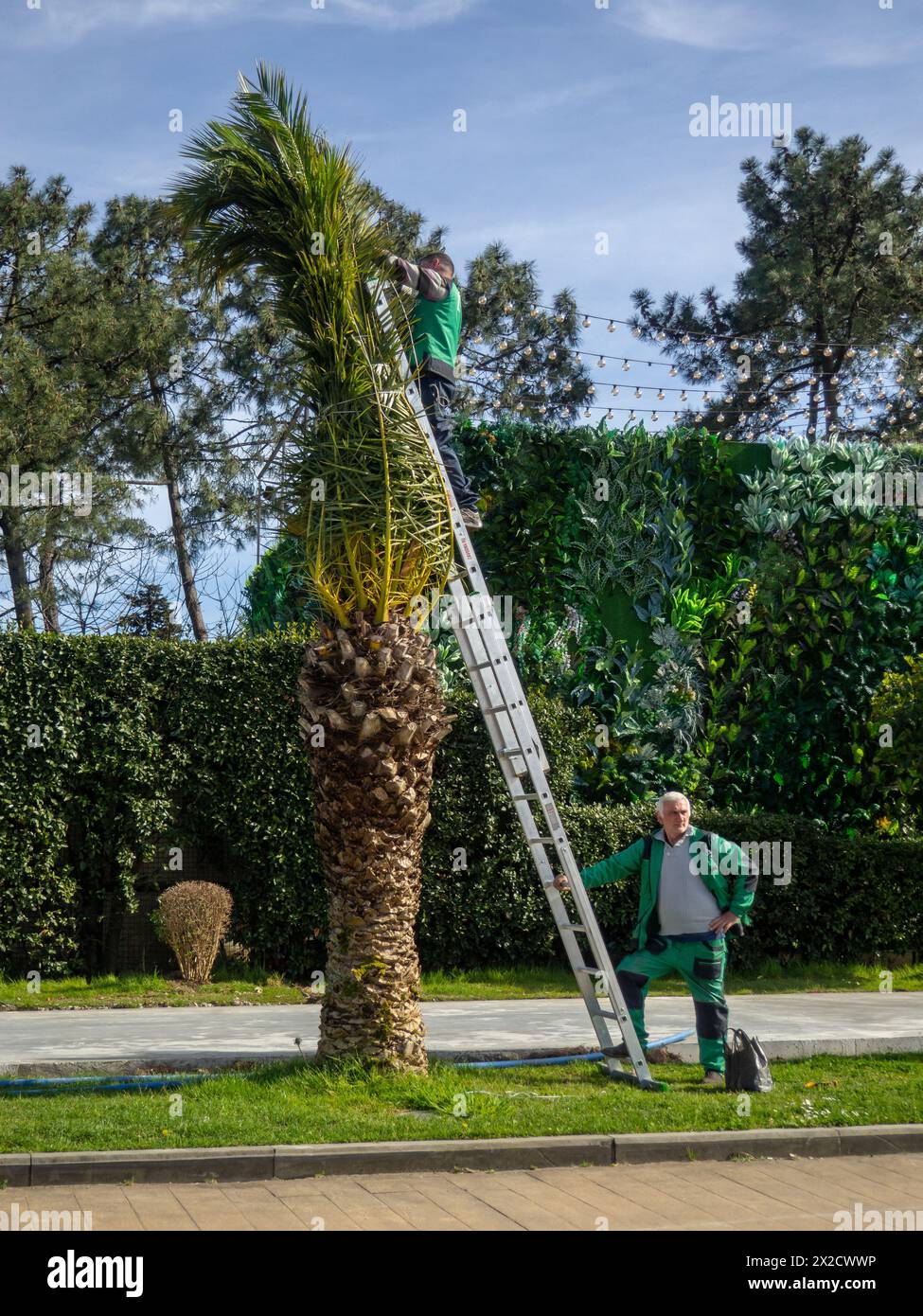 Batumi, Georgien. 04.04.2024 Gärtner im Resort arbeiten. Arbeiten mit einer Palme. Palmblätter blühen nach der Winterpause. Gärtner mit Stockfoto