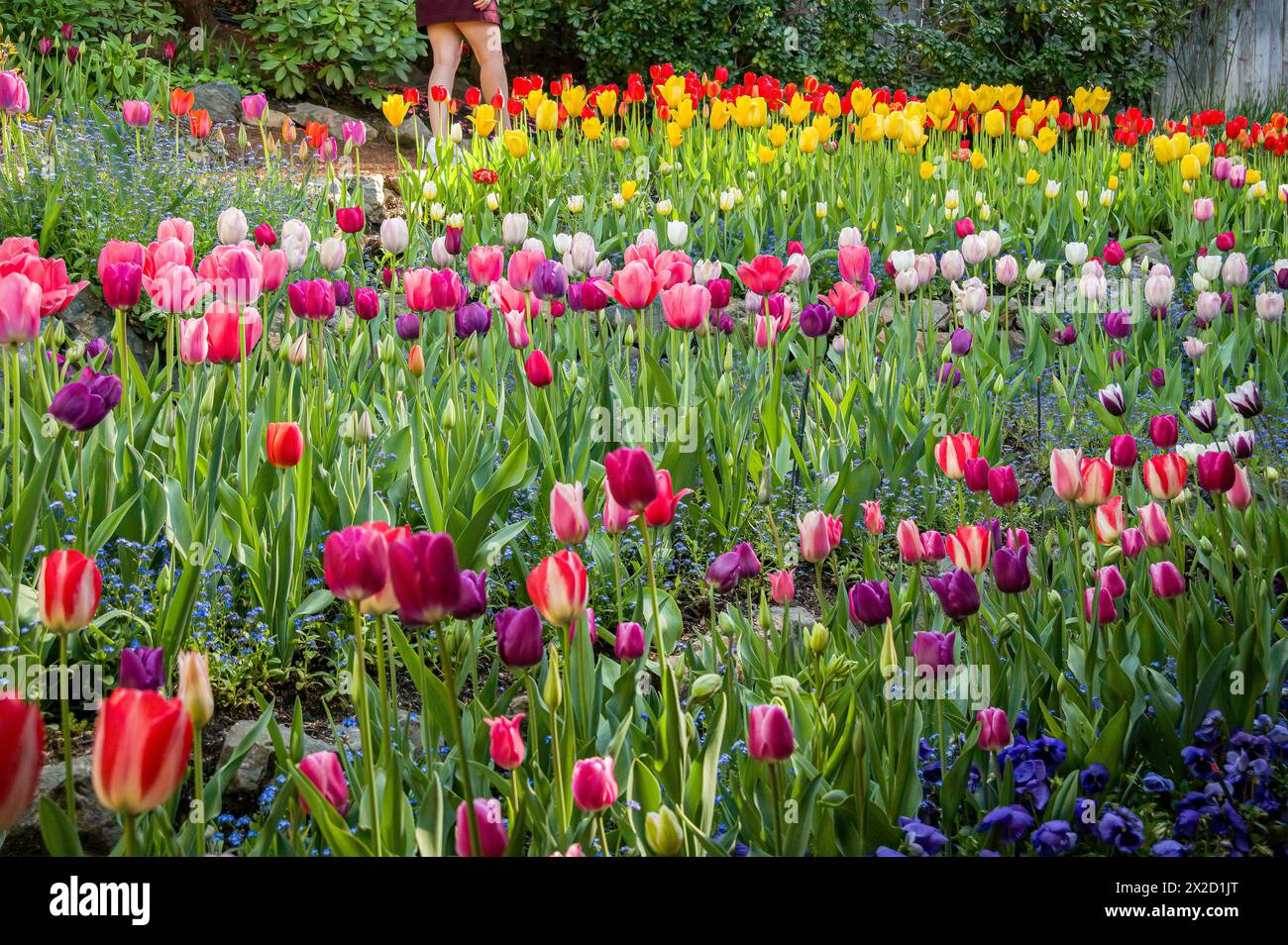 Eine Person geht im Frühling an einem farbenfrohen Gartenbett vorbei, das mit rosa, lila, roten und gelben Tulpen gefüllt ist. Stockfoto