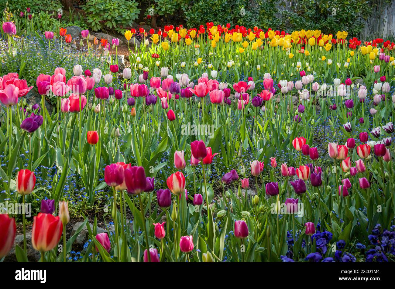 Ein farbenfrohes Gartenbett, gefüllt mit rosa, lila, roten und gelben Tulpen im Frühling. Stockfoto