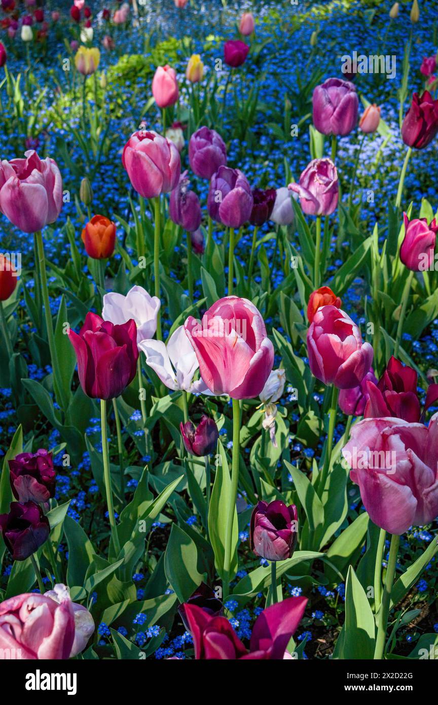 Vertikales Foto von violetten und rosa Tulpen in einem Gartenbett. Stockfoto