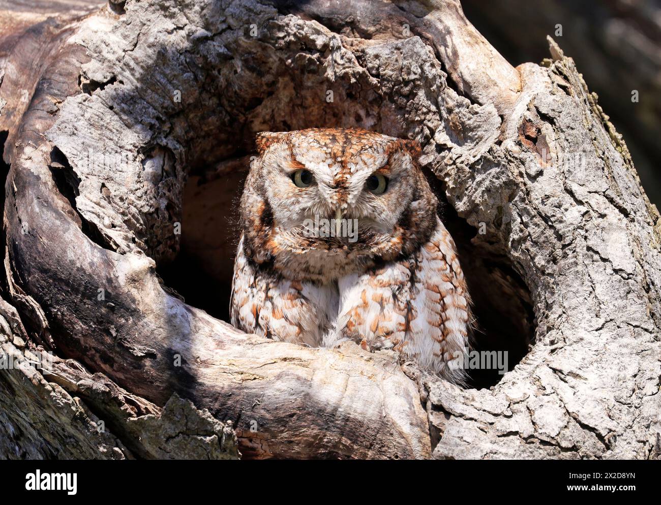 Eastern Screech-Owl sitzt in einer Baumgouge, Kanada Stockfoto