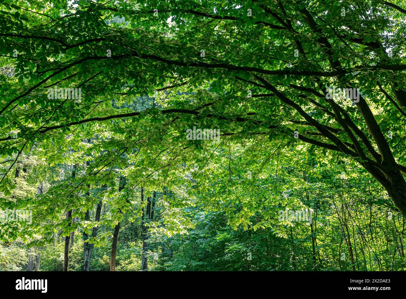 Pfad in einem Wald mit bogenförmigen Ästen eines majestätischen grünen Baumes. Wunderschöne Sommerpark-Idylle. Stockfoto