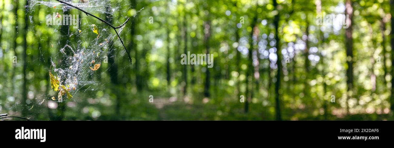 Spinnennetz auf einem Baumzweig vor verschwommenem Hintergrund des Sommerwaldes. Panoramablick. Stockfoto