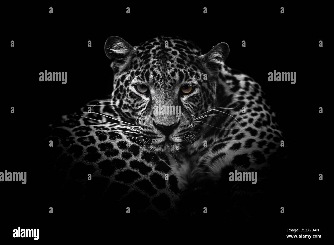 Nahaufnahme eines Schwarzweiß-Leopardenporträts für Erwachsene. Tier auf dunklem Hintergrund Stockfoto