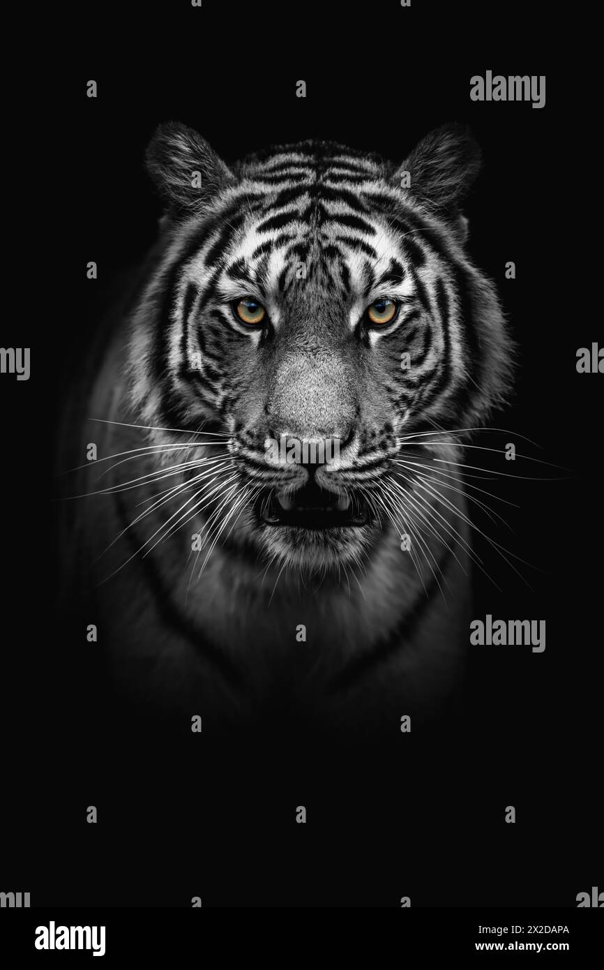 Nahaufnahme eines Schwarzweiß-Tigerportraits für Erwachsene. Tier auf dunklem Hintergrund Stockfoto
