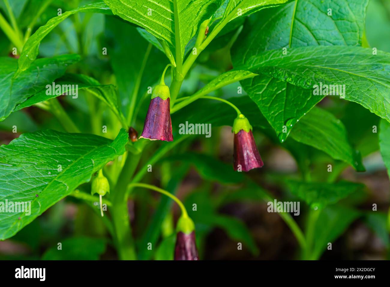 Scopolia carniolica, die europäische Scopolia oder henbane Glocke, ist eine giftige Pflanze aus der Familie der Solanaceae. Stockfoto