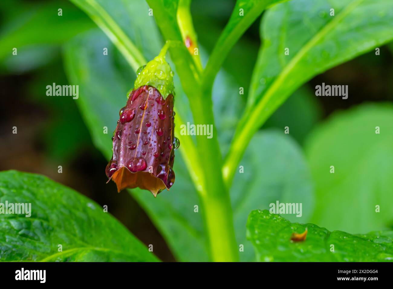 Scopolia carniolica, die europäische Scopolia oder henbane Glocke, ist eine giftige Pflanze aus der Familie der Solanaceae. Stockfoto