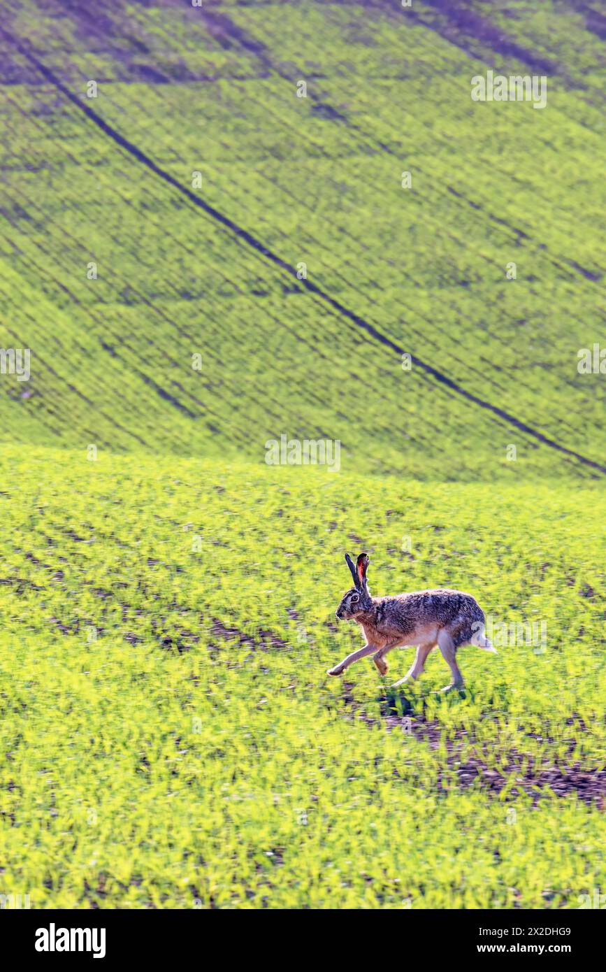Hase läuft auf einem üppig grünen Kulturfeld Stockfoto