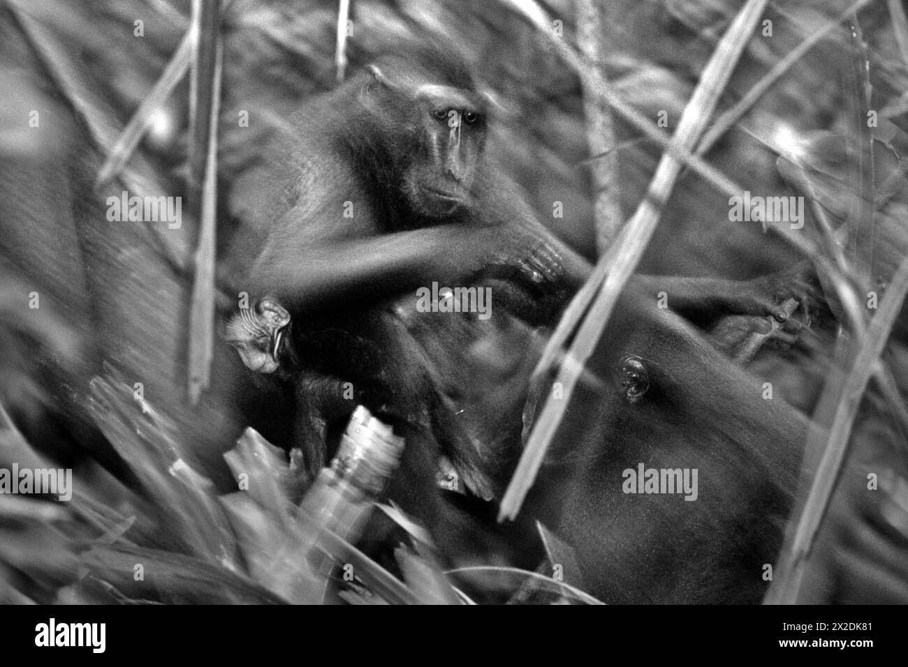 Eine Gruppe von Sulawesi-Schwarzhaubenmakaken (Macaca nigra) im Tangkoko Nature Reserve, Nord-Sulawesi, Indonesien. Der Klimawandel ist einer der wichtigsten Faktoren, die die biologische Vielfalt weltweit mit alarmierender Geschwindigkeit beeinflussen, so ein Team von Wissenschaftlern unter der Leitung von Antonio acini Vasquez-Aguilar in ihrem im März 2024 veröffentlichten Forschungspapier, das auf environ Monit Assessment veröffentlicht wurde. Der Tangkoko-Wald, ein Schutzgebiet, in dem Kämmermakaken leben, leidet laut einem anderen Primatologen-Team unter der Leitung von Marine Joly unter einem Temperaturanstieg von bis zu 0,2 Grad Celsius pro Jahr. Stockfoto