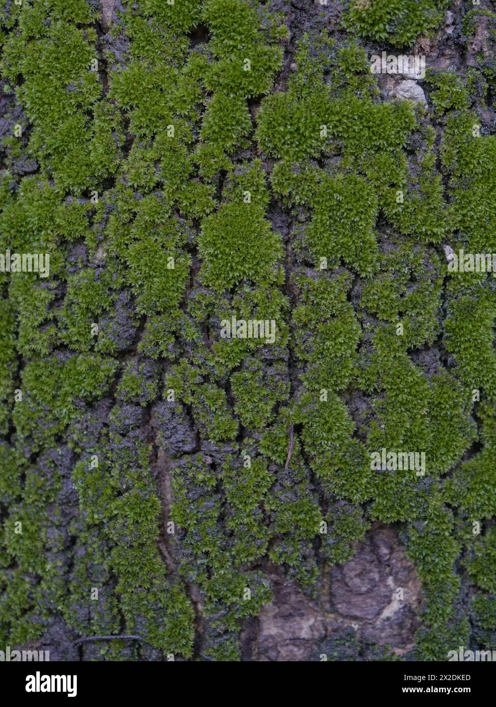 moos auf Baumstamm, Moos-Textur, Moos-Hintergrund Stockfoto