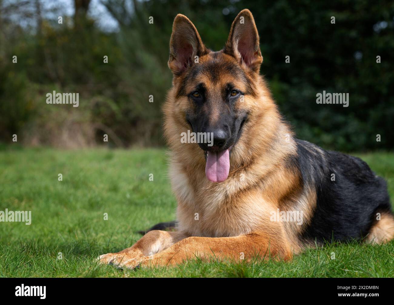 Porträt eines männlichen Deutschen Schäferhunds (Elsässer) Stockfoto