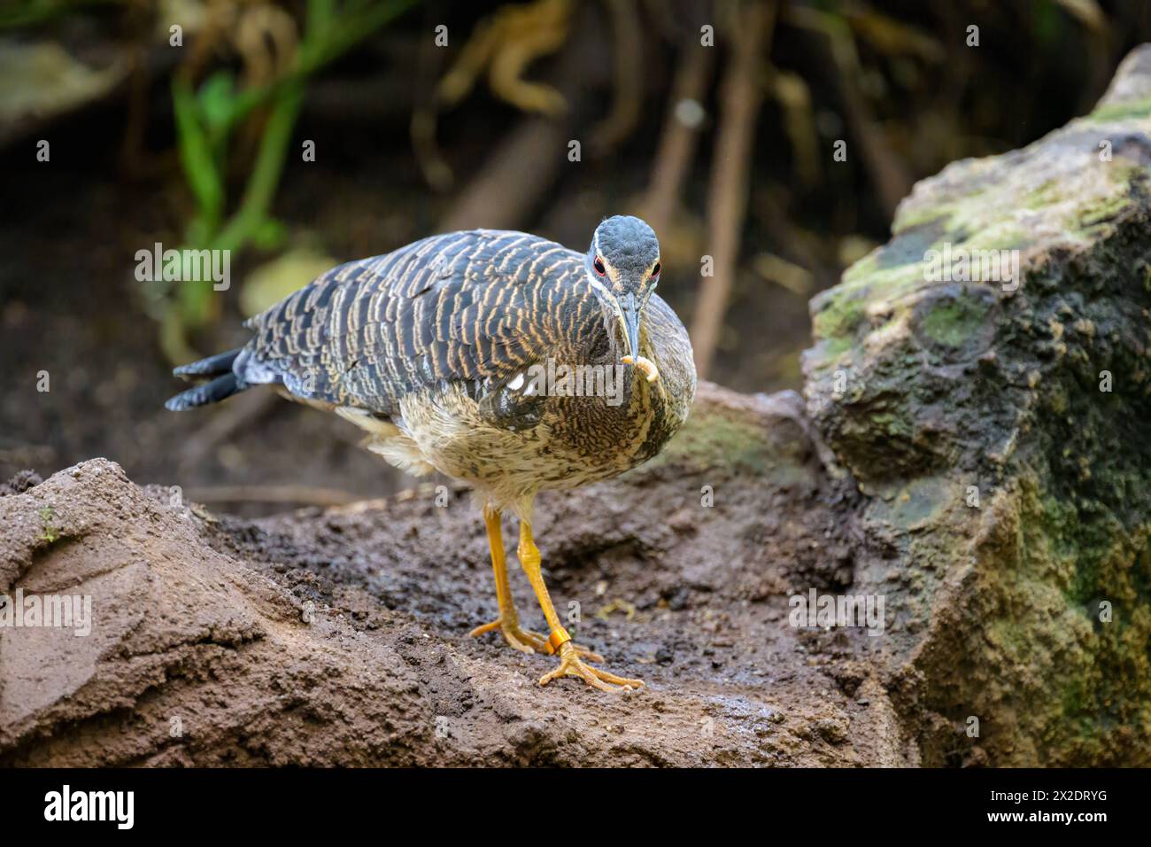 Eine Sonnenbittere, die auf dem Boden in einem Zoo in Wien, Österreich, spaziert Stockfoto