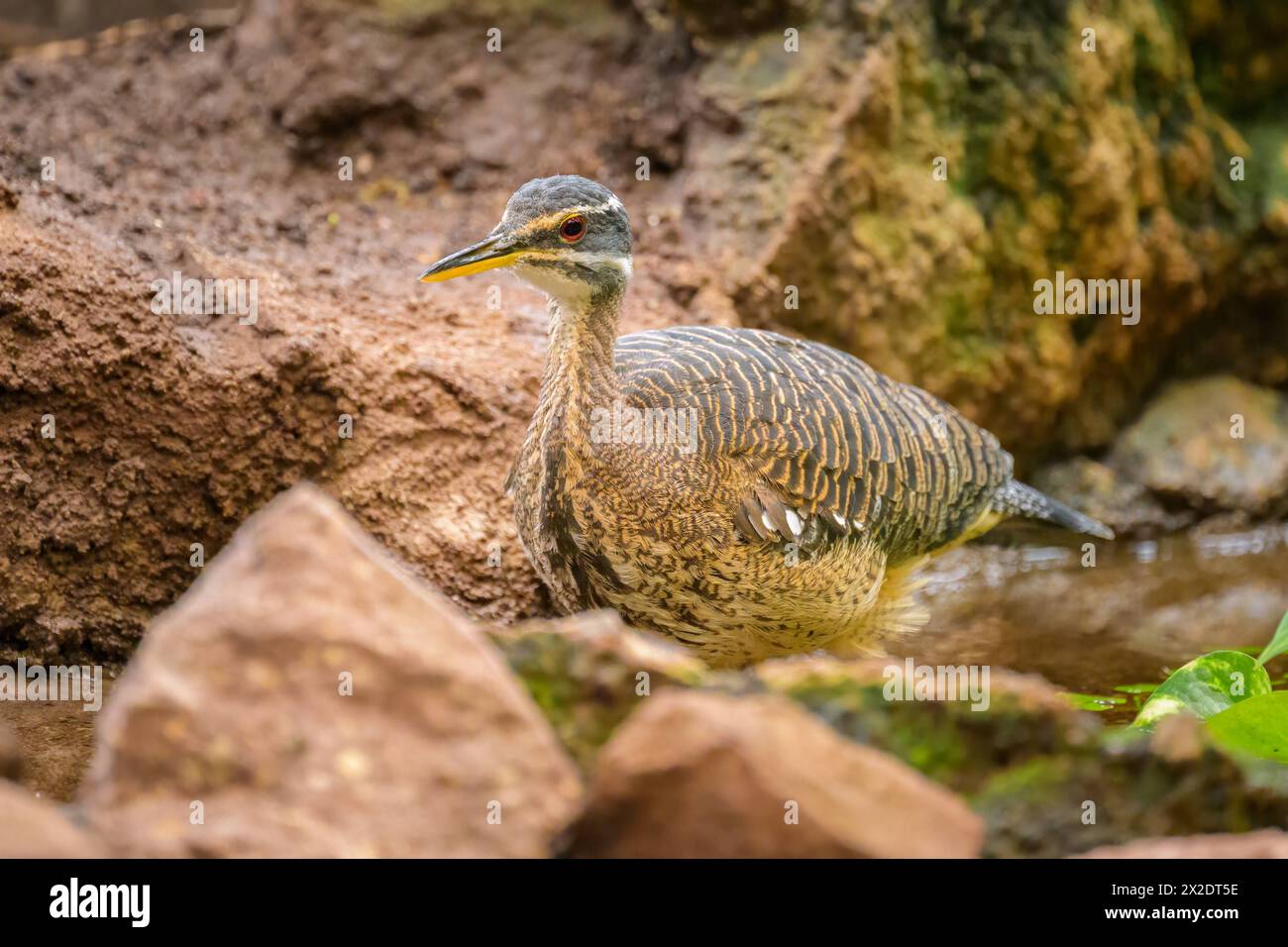 Eine Sonnenbittere, die auf dem Boden in einem Zoo in Wien, Österreich, spaziert Stockfoto