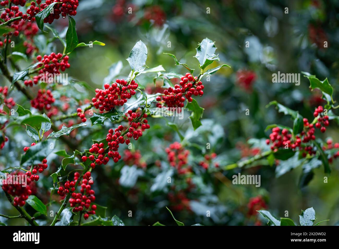 Gemeine holly im Regen Hintergrund. Stechpalme (Ilex aquifolium), stechpalme oder gelegentlich Christmas stechpalme. Haufen von hellroten Beeren, die tropfen Stockfoto