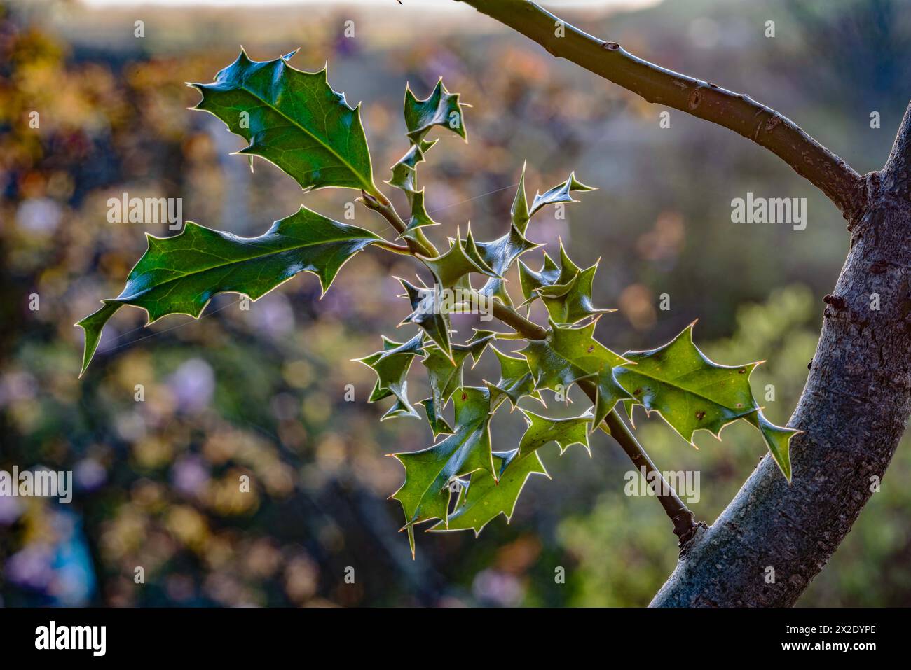 Junger stechpalmenzweig im Garten mit Sonne von hinten, die komplexe Blattmuster zeigt. Stockfoto