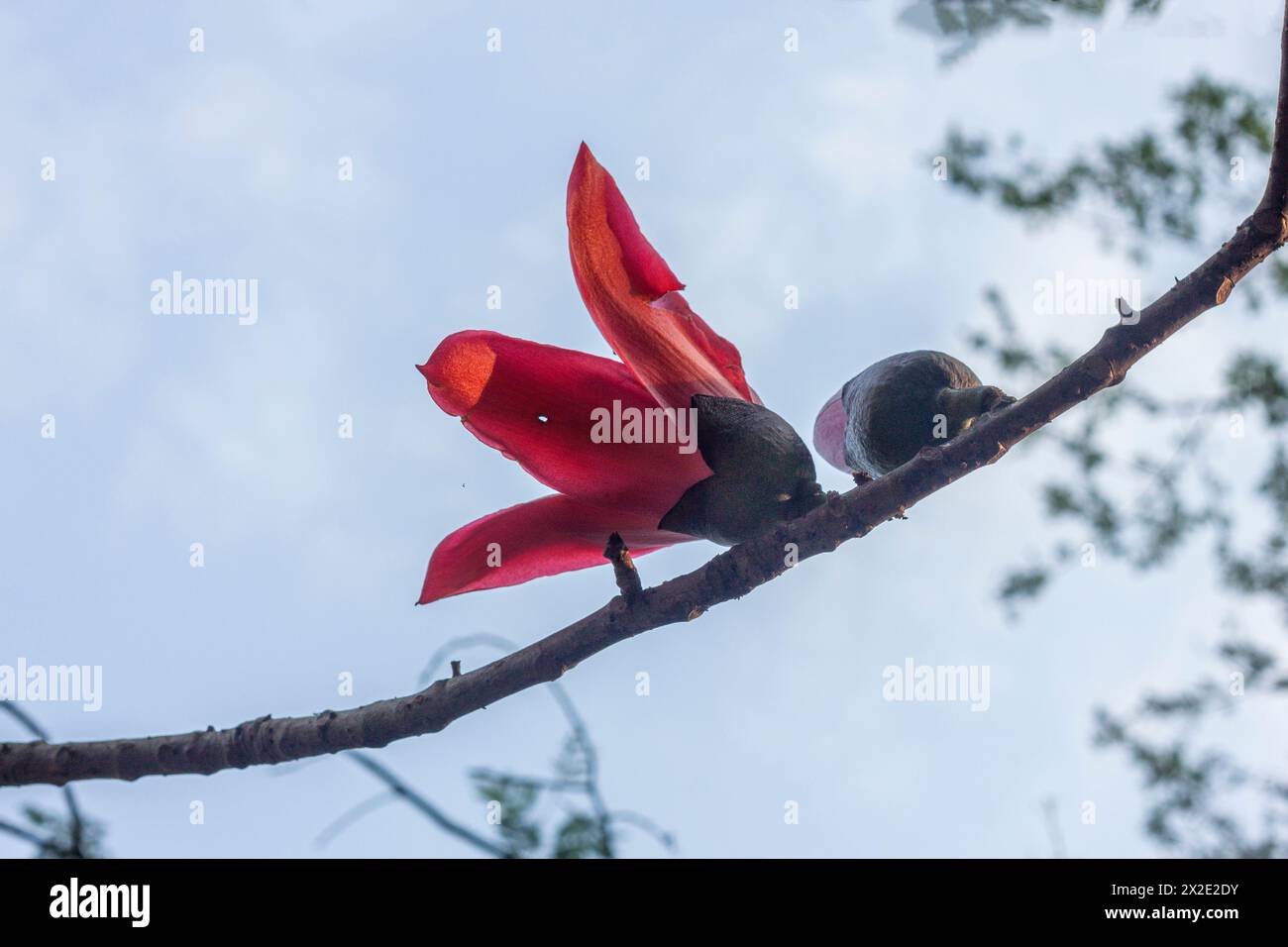 Seidenbaumwolle, auch bekannt als Bombax ceiba, Shimul Flower. Khulna, Bangladesch. Stockfoto