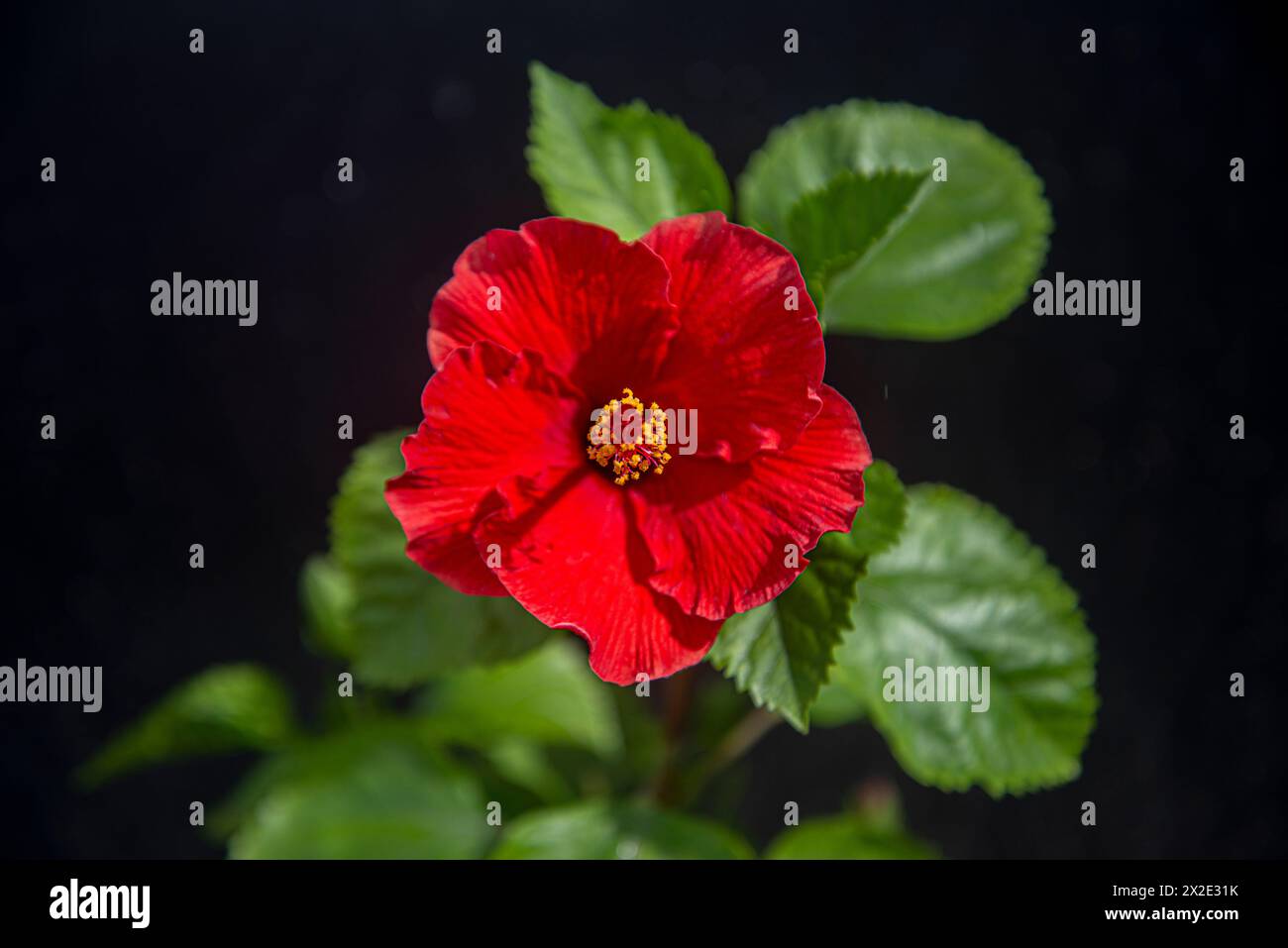 Hibiscus rosa-sinensis-Blüten. Stockfoto