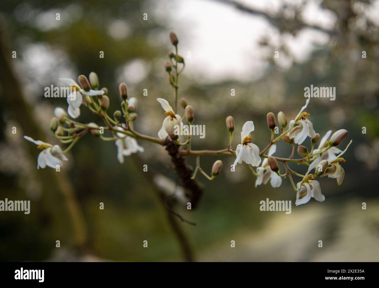 Moringa Oleifera Blossoms. Stockfoto