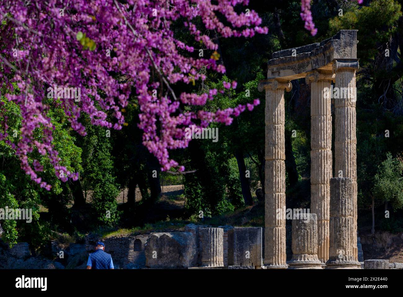 Olympia archäologische Stätte mit wunderschönen rosa blühenden Blumen, Peloponnes. Griechenland Stockfoto